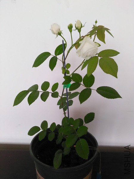 IMG20160315153452.jpg