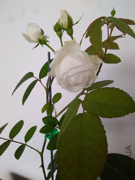 IMG20160315153518.jpg