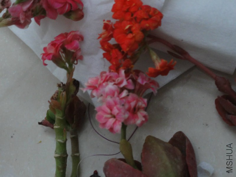 DSC01731.JPG
