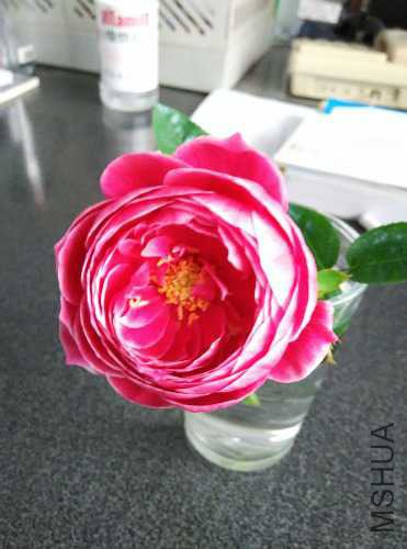 IMG_20150623_080717.jpg