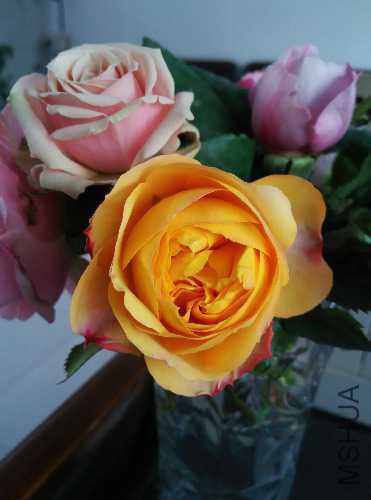 IMG20150422153415.jpg