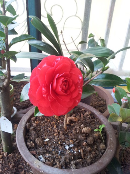 20160316_083302.jpg