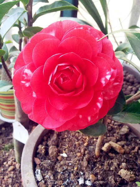20160316_071632.jpg