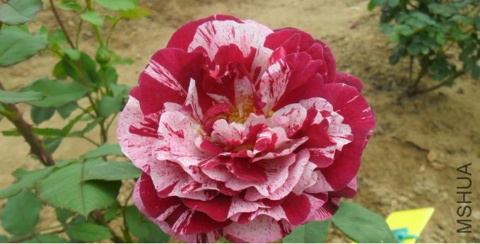 Ʒ�����ƣ� �»���New Imagine ����ʱ�أ� .jpg