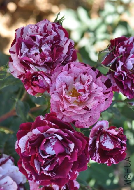 Ʒ�����ƣ� �»���New Imagine ����ʱ�أ�  .jpg