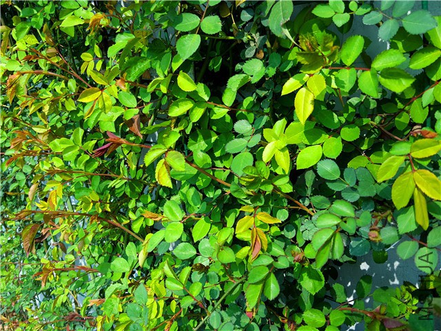 20160316_02.jpg