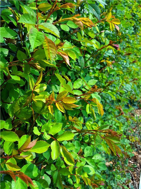 20160316_03.jpg