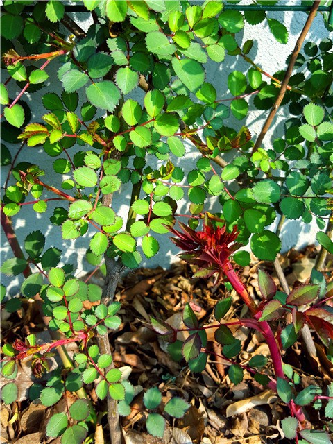 20160316_04.jpg