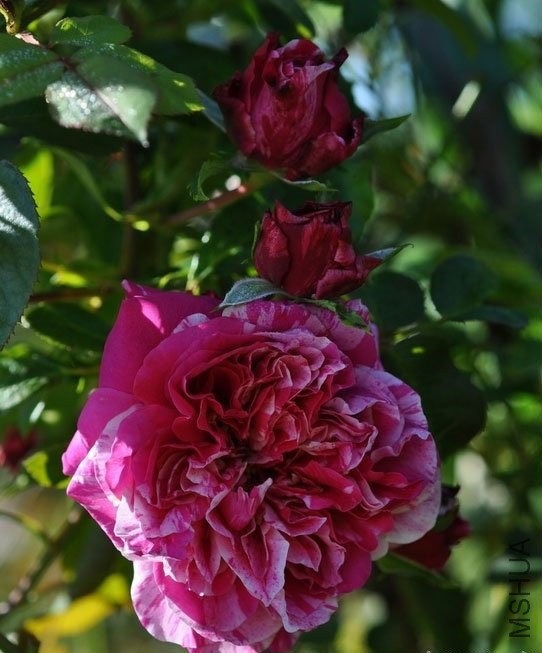 Ʒ�����ƣ� ����˹ ��˹���ף�Ines Sastre�� ����ʱ�أ� .jpg