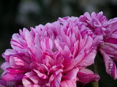 �������ƣ���ɫ�¸��ʵ¶�   .jpg