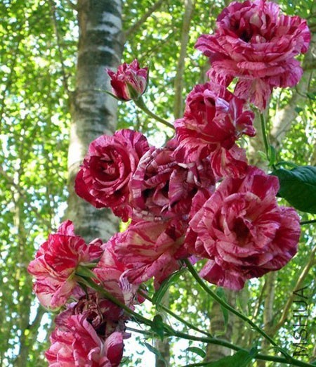 �������ƣ�����  .jpg