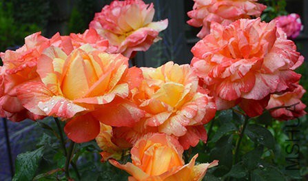 �?��名称：校�