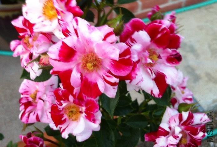 �������ƣ�����ֹͣ .jpg