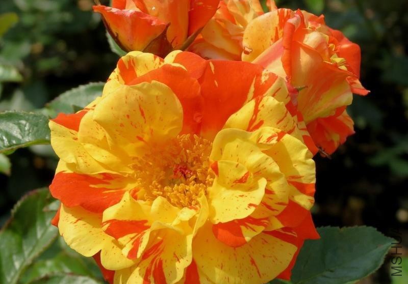 �������ƣ��������� .jpg