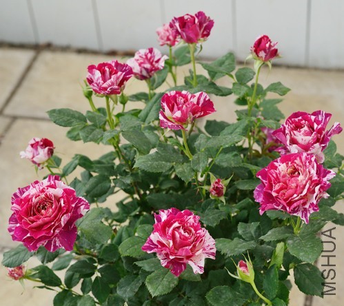 �������ƣ�ƻ��̢ .jpg