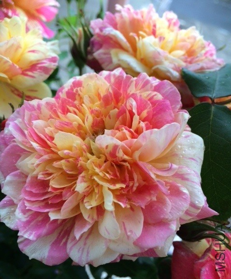 �������ƣ����� .jpg