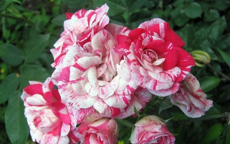 ������ .jpg