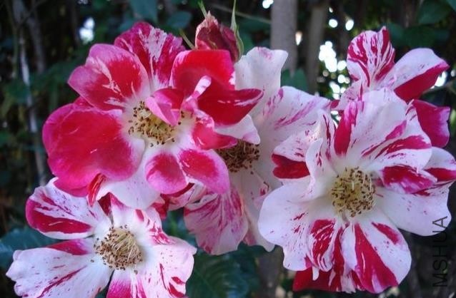 �������ƣ��ͱ��ɻ��� .jpg