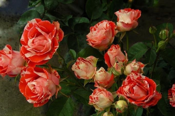 �������ƣ��㻢   .jpg