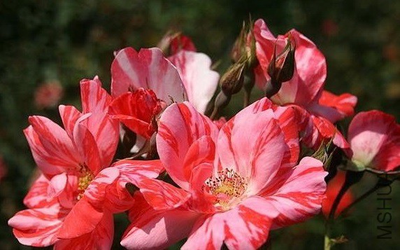 �������ƣ����������� .jpg