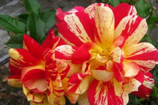 �������ƣ������� .jpg