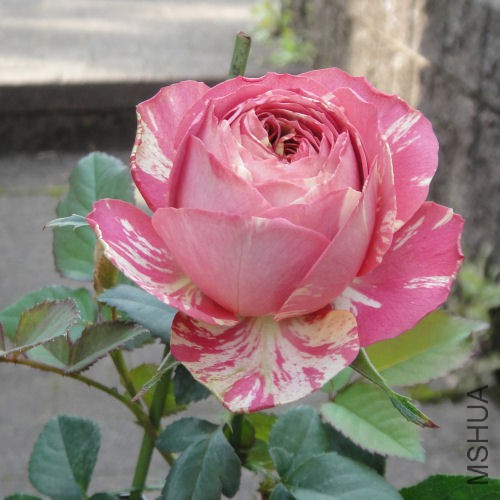 �������ƣ���ɬëݢ   .jpg