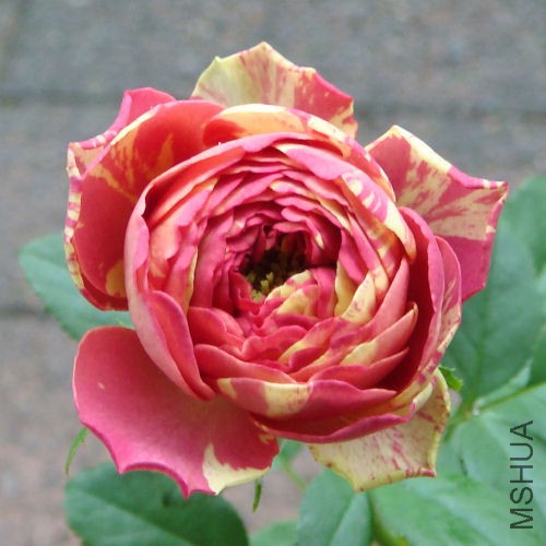 �������ƣ���ɬëݢ  .jpg