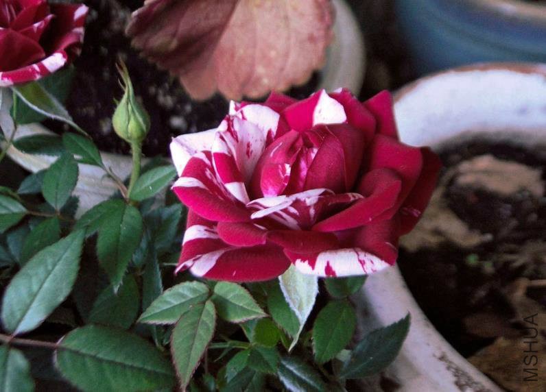 �?��名称：尼�?�� .jpg