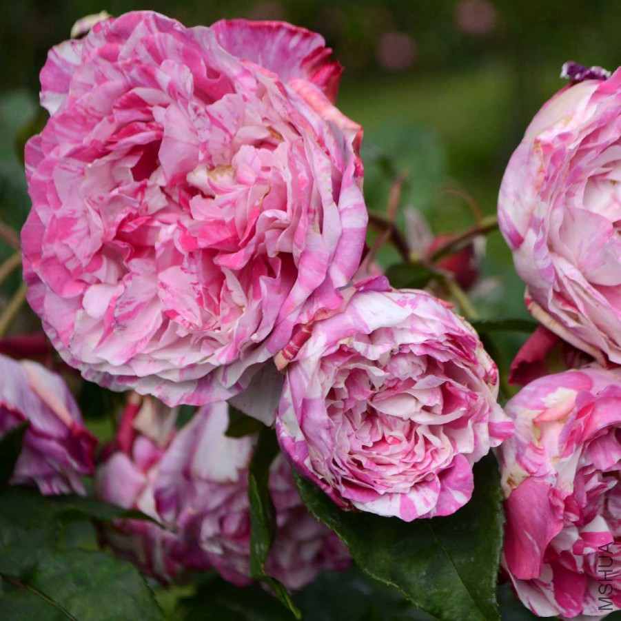 ���������ơ����������ǡ���˹̩�� .jpg