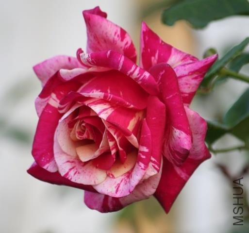 �������ƣ�ǰ�� .jpg