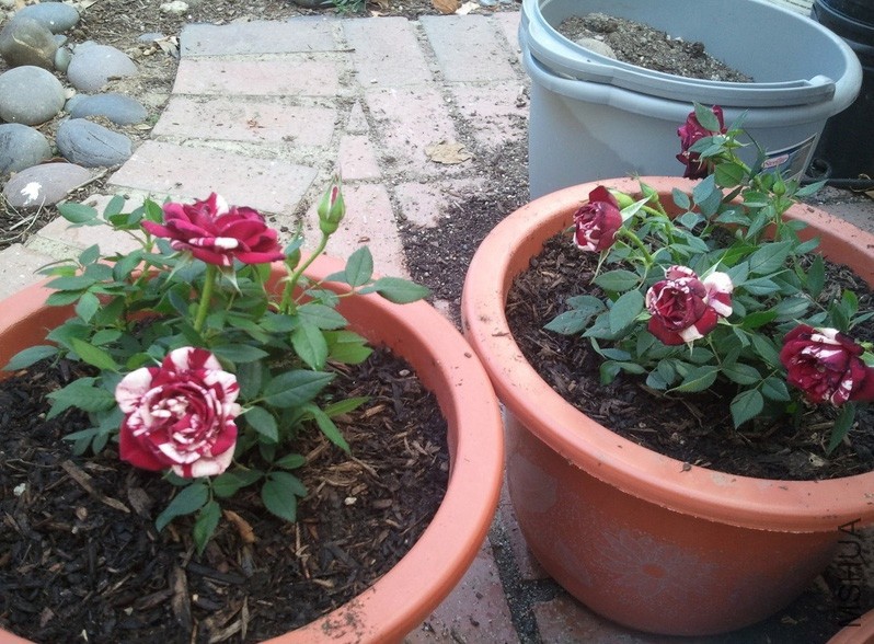 �������ƣ����� .jpg