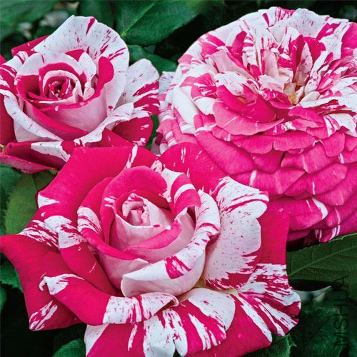 �������ƣ�������ɵ� .jpg