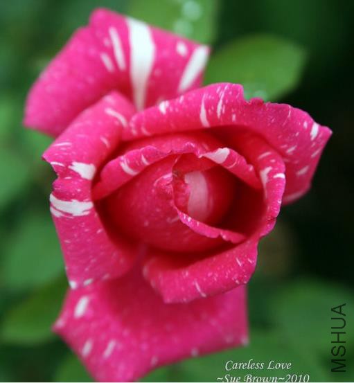 �������ƣ���Į�İ�     .jpg