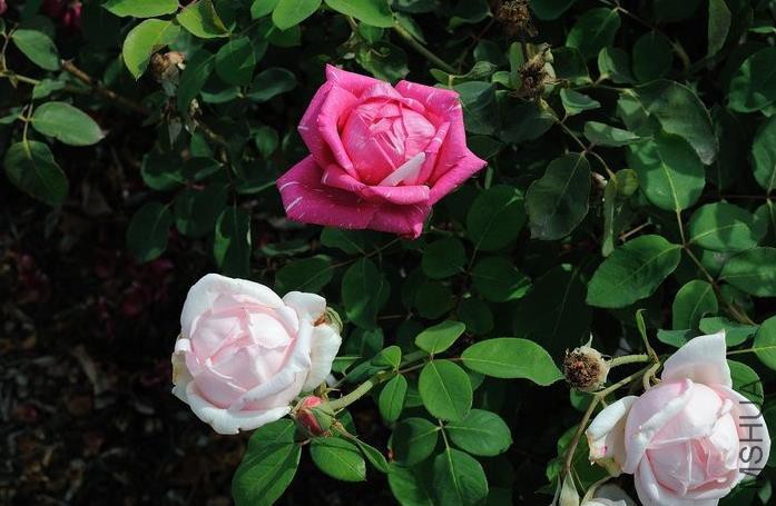 �������ƣ���Į�İ�  .jpg