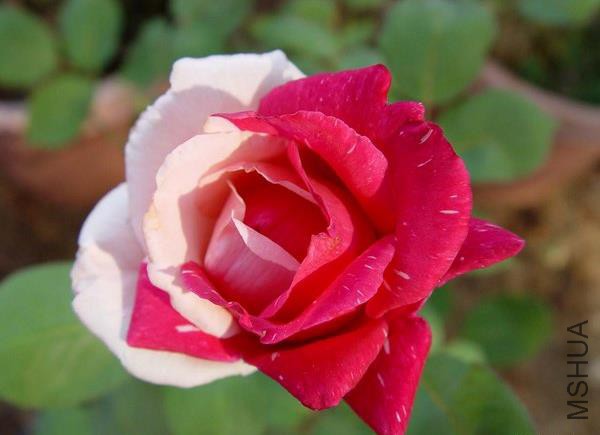 �������ƣ���Į�İ� .jpg