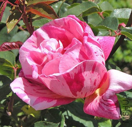 �������ƣ��ʺ�  .jpg