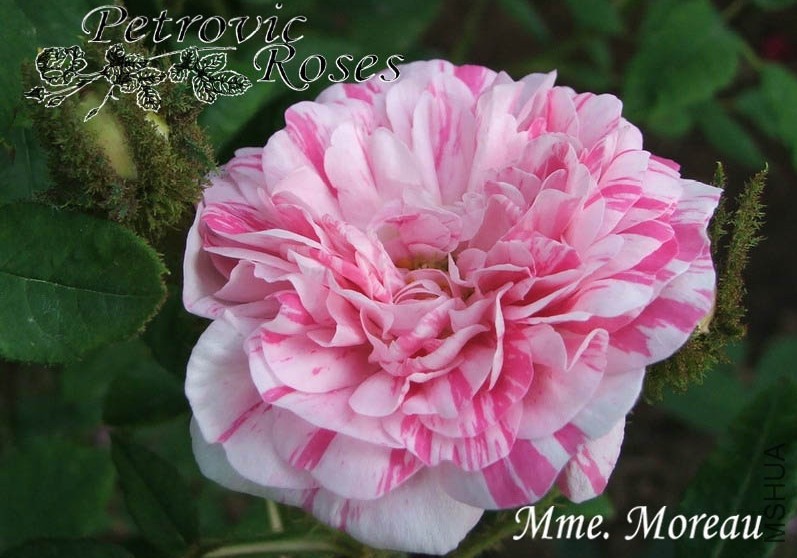 �������ƣ�Ī�޷��� .jpg