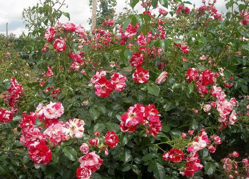 �������ƣ��ֵ�  .jpg