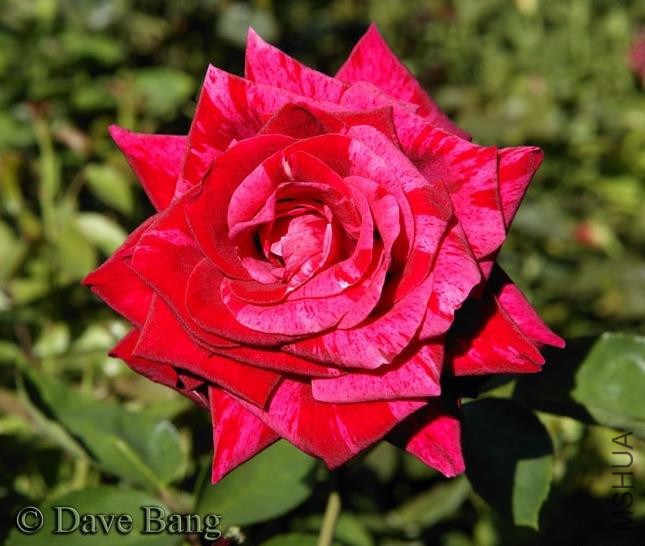 �������ƣ��׻� .jpg