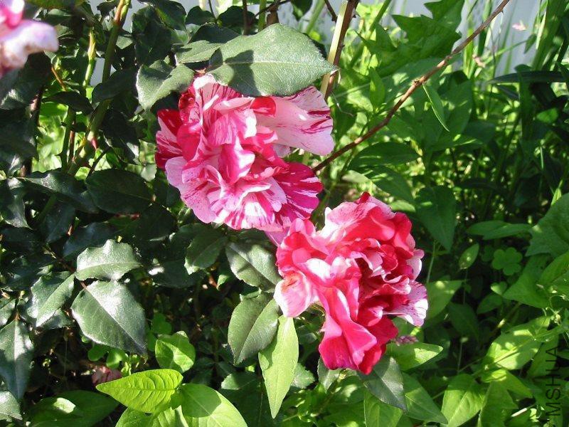 �������ƣ�����     .jpg