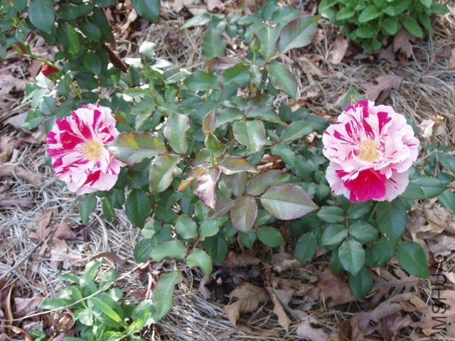 �?��名称：嘲�