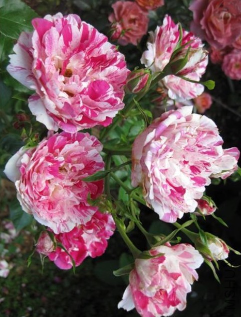 �������ƣ�������Ƥ³����   .jpg