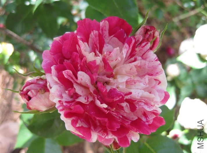 �������ƣ�������Ƥ³����  .jpg