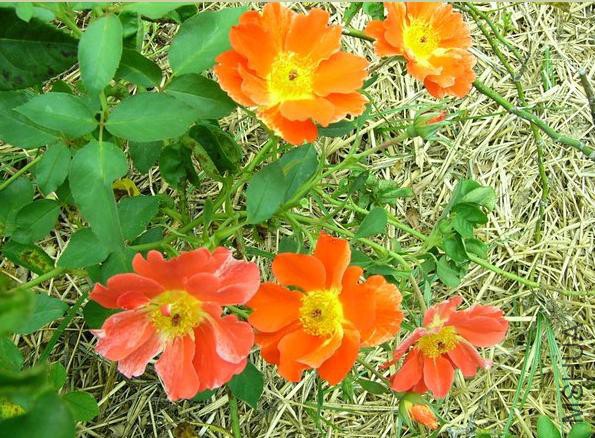 �������ƣ�����֮��  .jpg