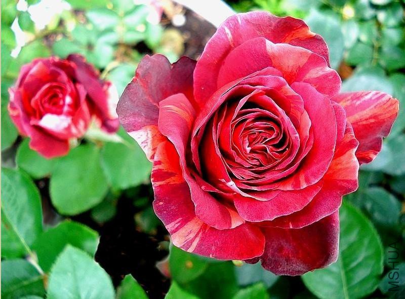 �������ƣ������ŵ��    .jpg