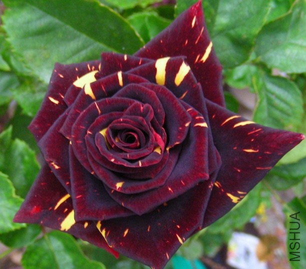 �������ƣ��Ϸ�˹���� .jpg