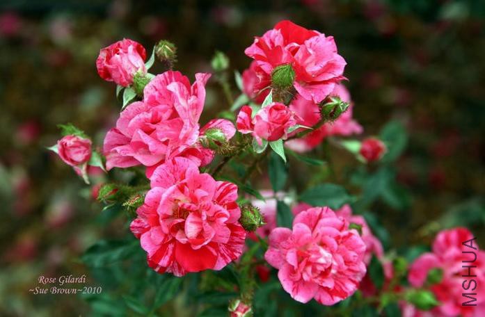 �������ƣ�������õ��    .jpg