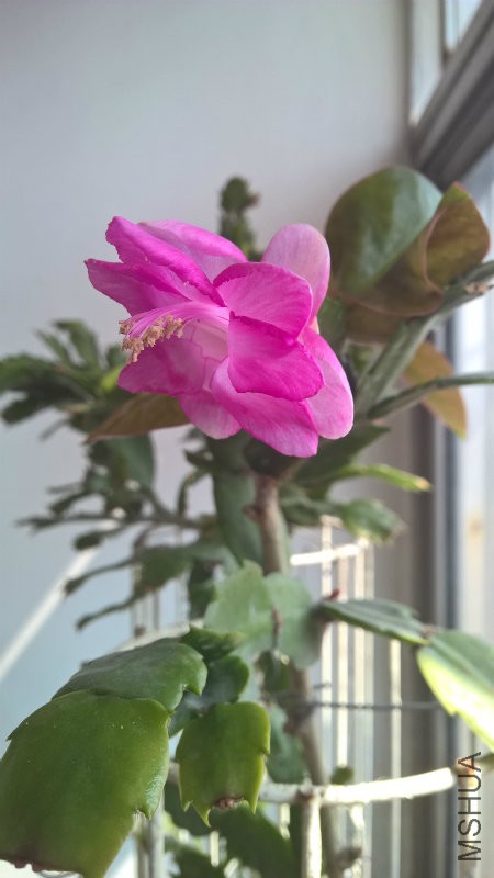 WP_20160316_13_14_45_Pro.jpg