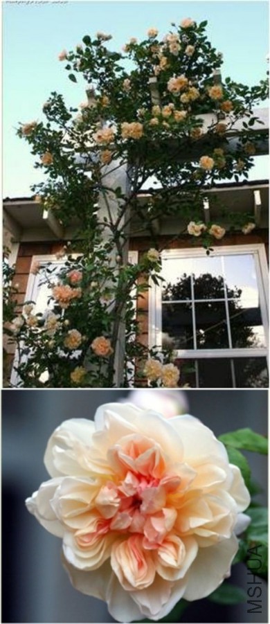 487a72c6a7efce1b5f0d102aac51f3deb58f6546 (1).jpg