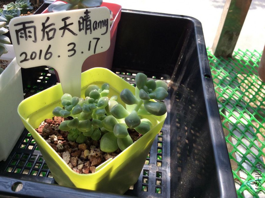 30.��Ҷ������5Ԫ